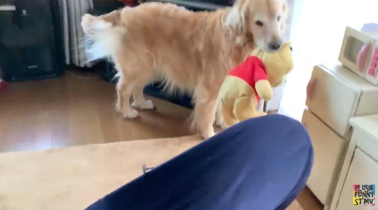 ゴールデンレトリーバー,動画