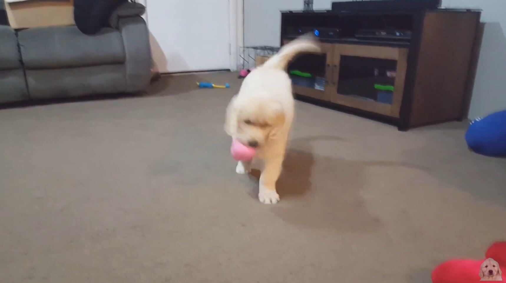 ゴールデンレトリーバー,動画