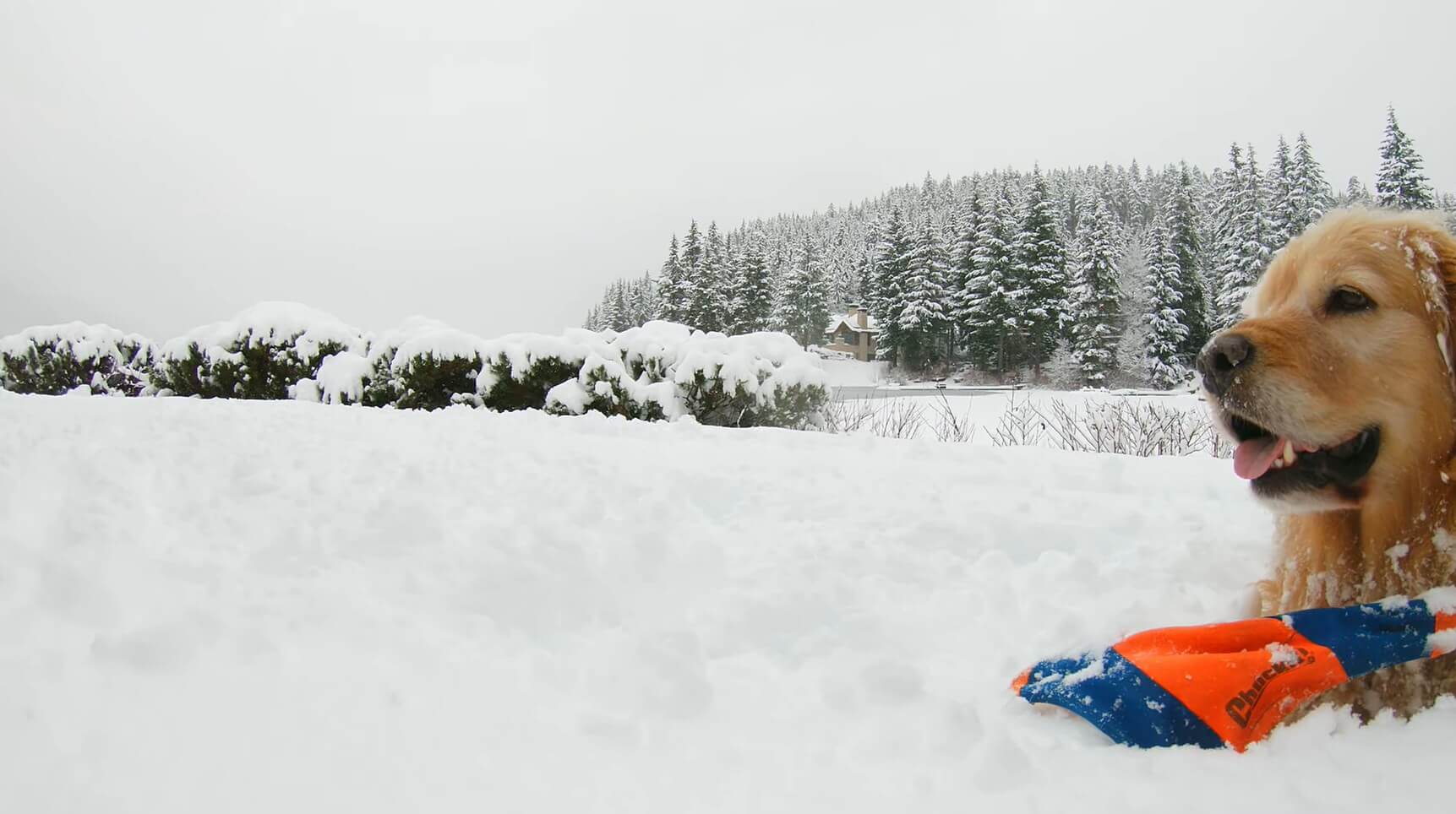 ゴールデンレトリーバー,動画