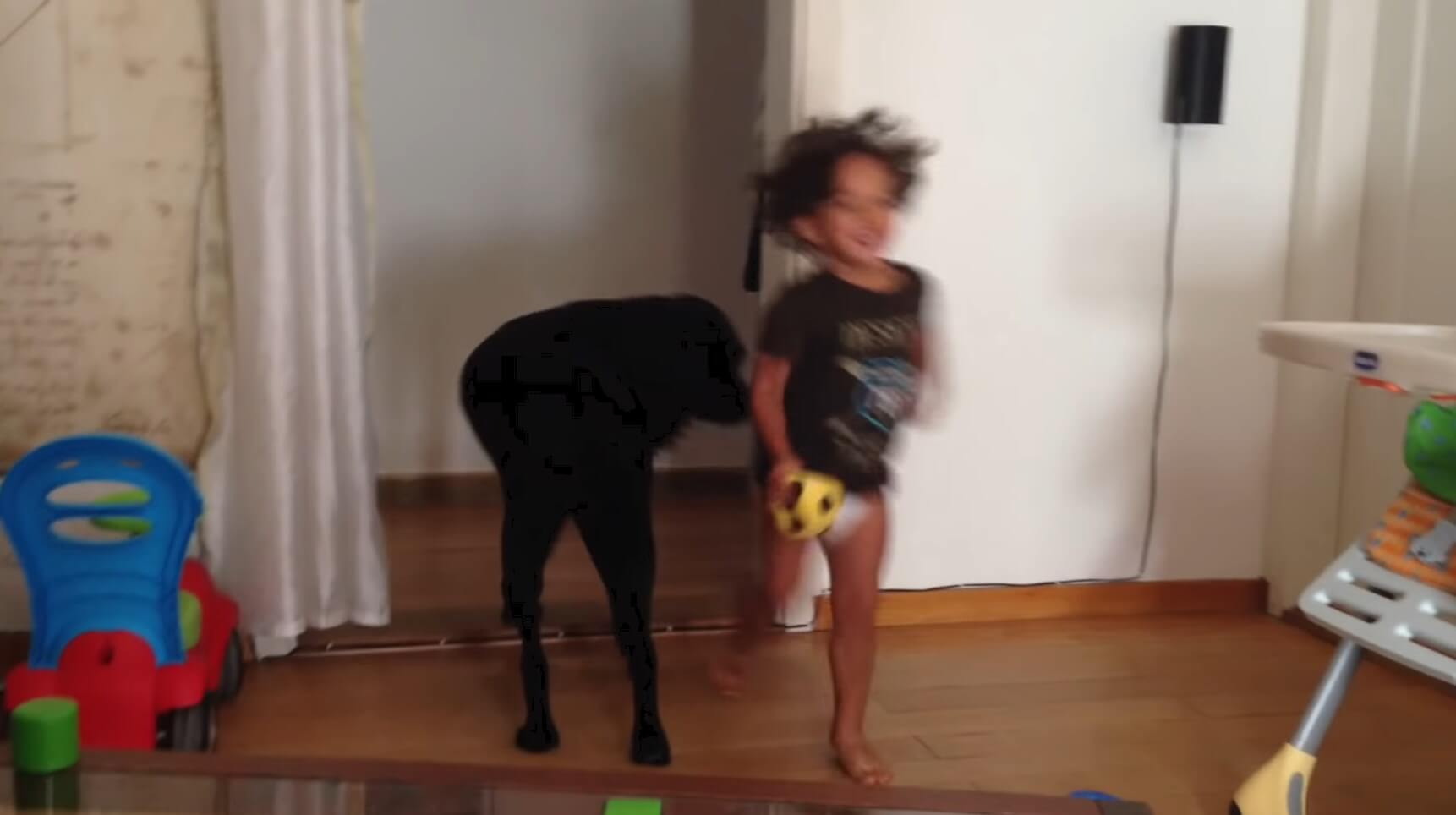 ラブラドールレトリーバー,動画