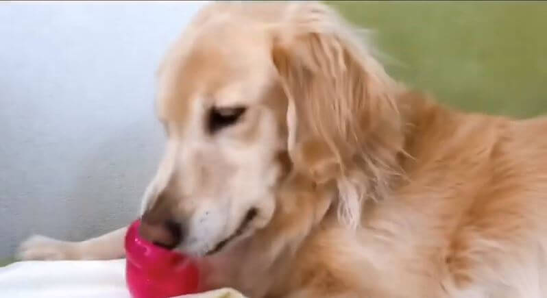 ゴールデンレトリーバー,動画