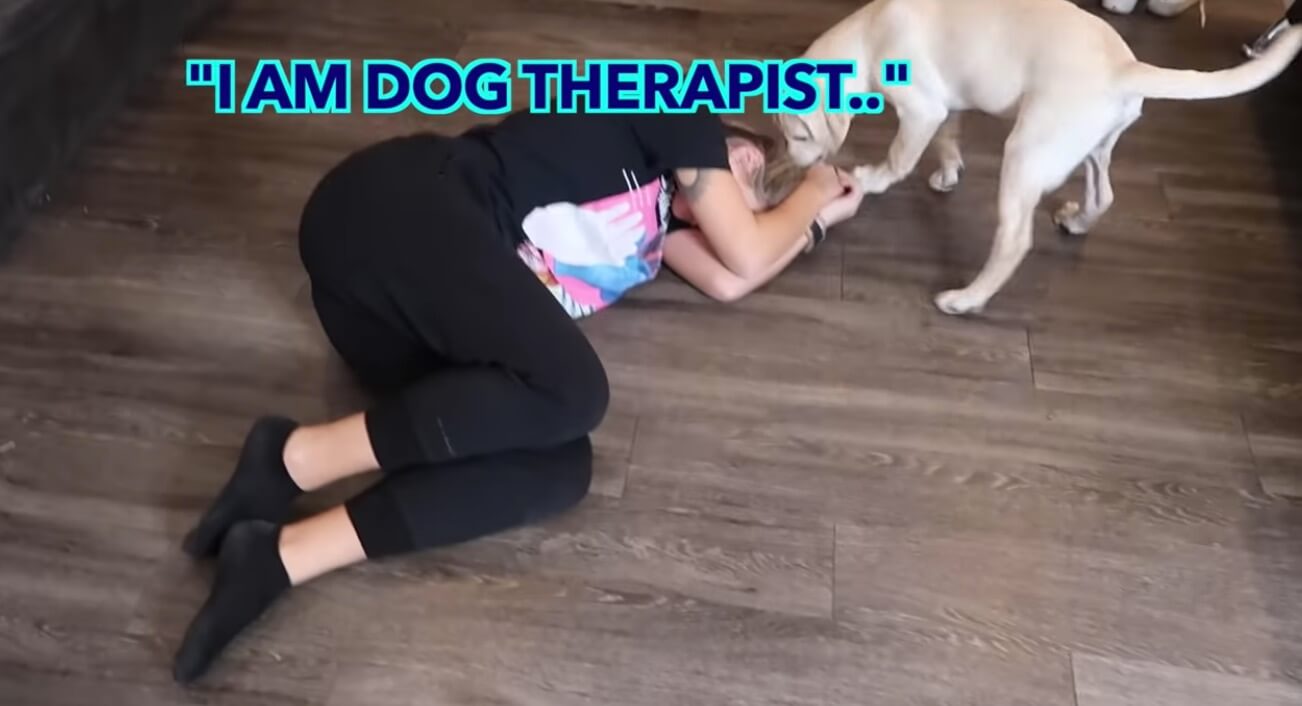 ラブラドールレトリーバー,動画