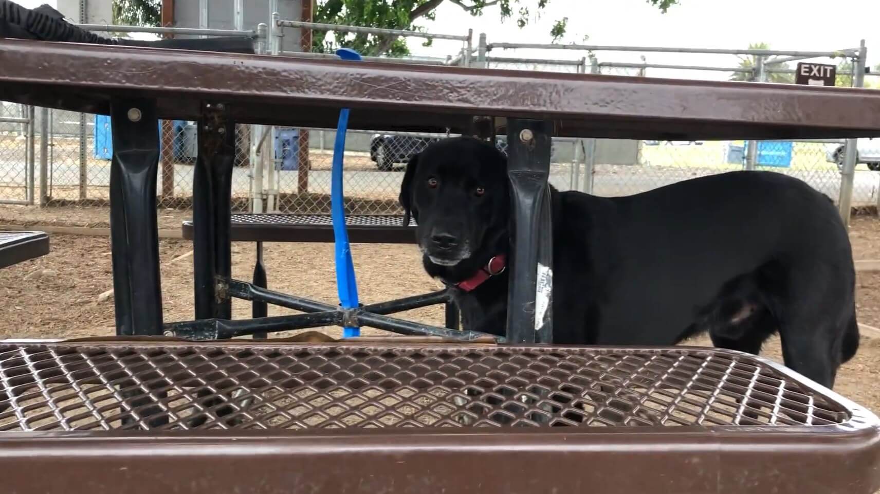 ラブラドールレトリーバー,動画