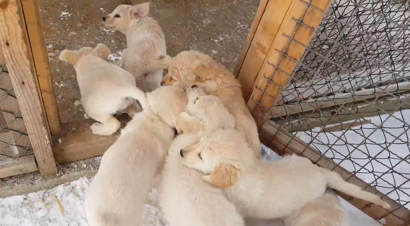 ラブラドールレトリーバー,動画