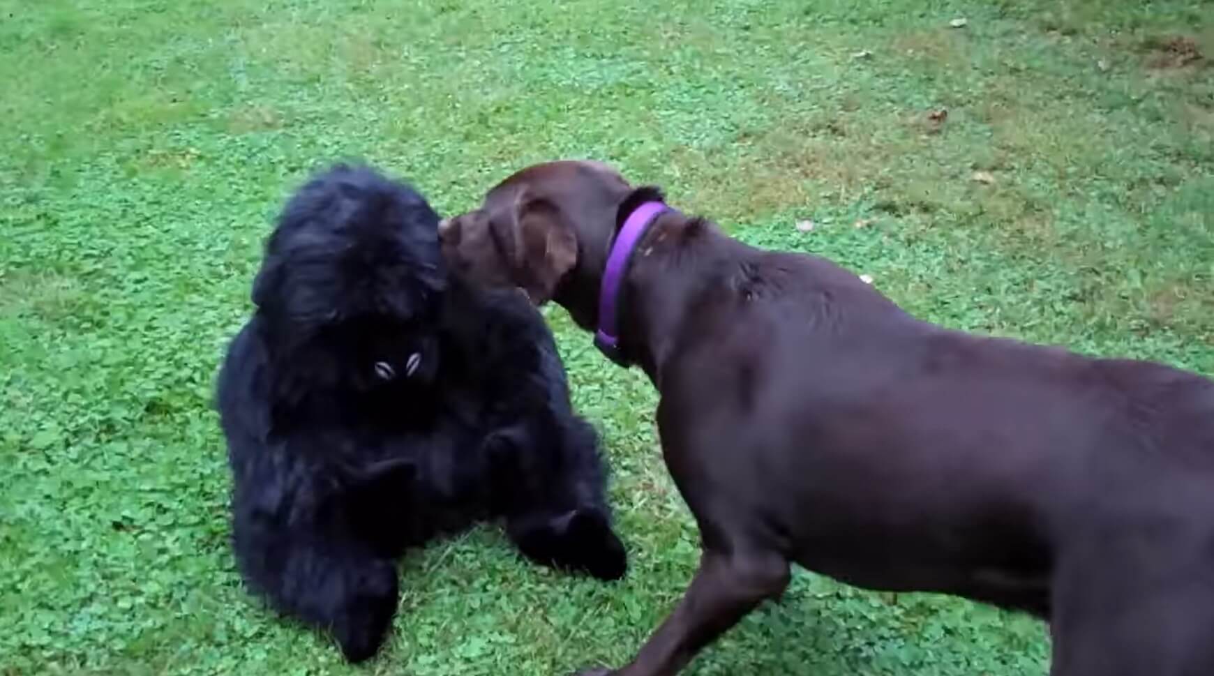 ラブラドールレトリーバー,動画