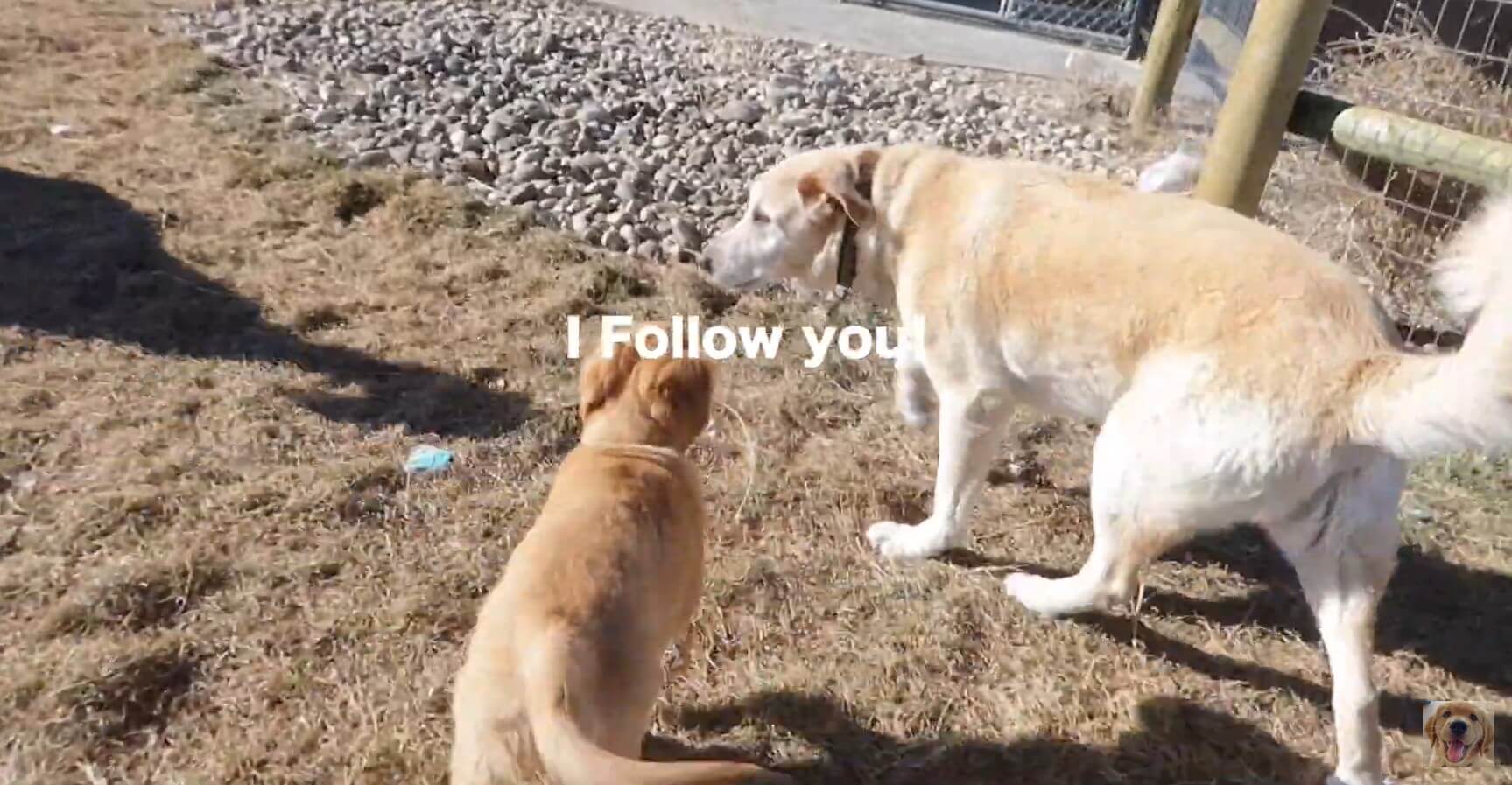 ゴールデンレトリーバー,動画