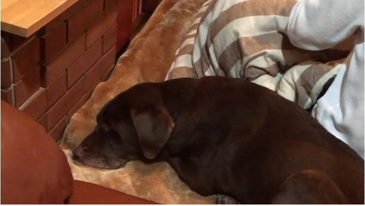 ラブラドールレトリーバー,動画