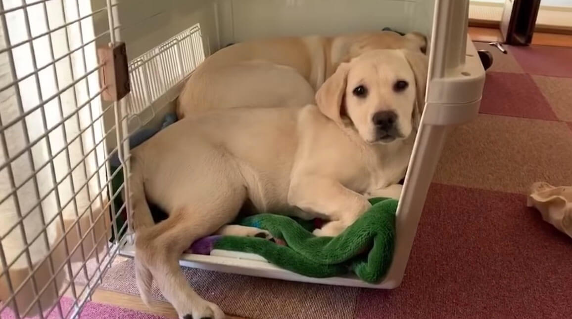 ラブラドールレトリーバー,動画