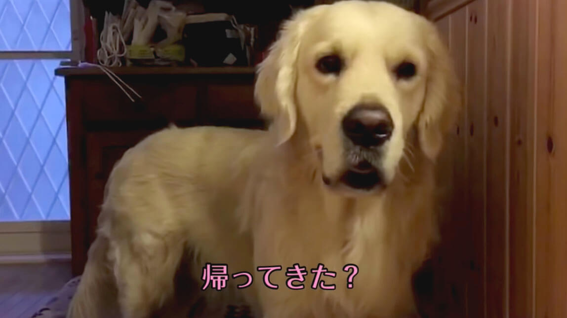 ゴールデンレトリーバー,動画