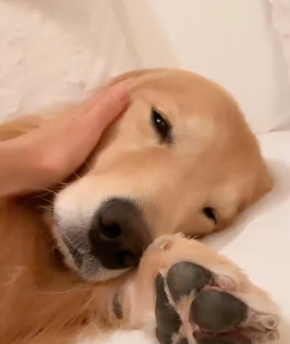 ゴールデンレトリーバー,動画