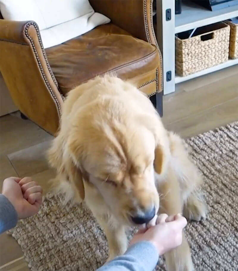 ゴールデンレトリーバー,動画