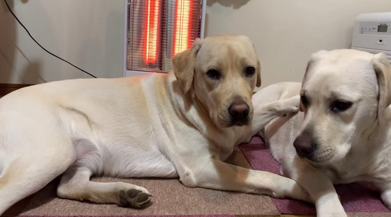 ラブラドールレトリーバー,動画