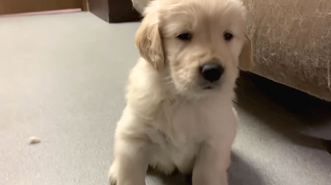 ゴールデンレトリーバー,動画