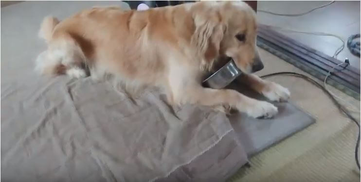 ゴールデンレトリーバー,動画