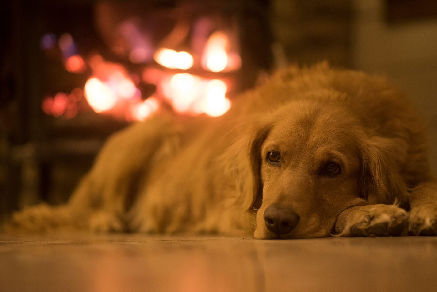 レトリーバー,雪遊び