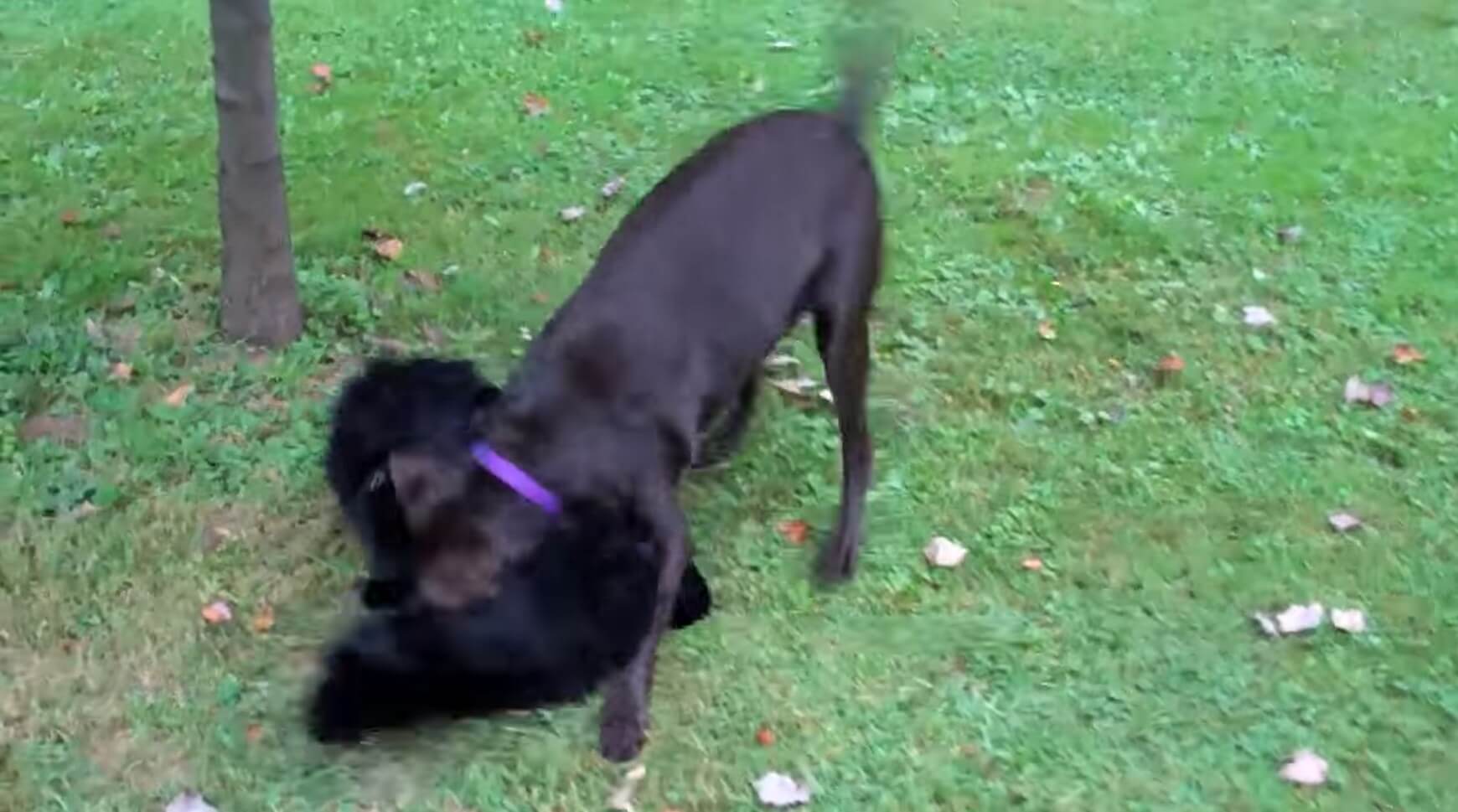 ラブラドールレトリーバー,動画