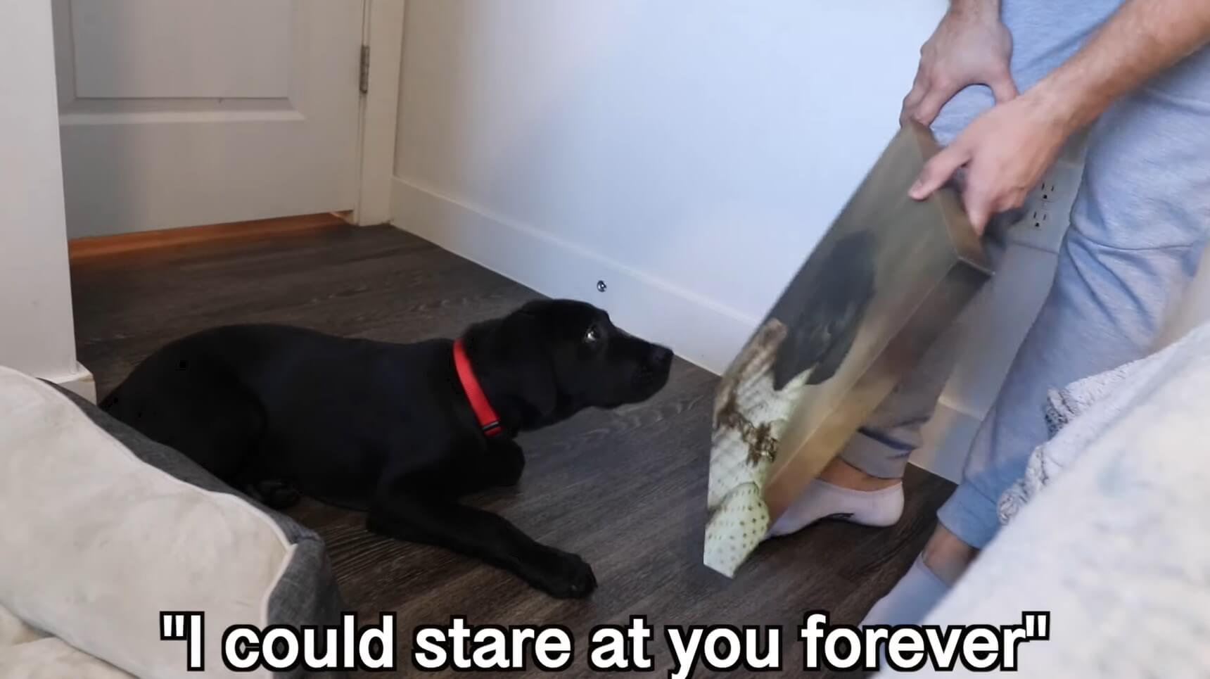 ラブラドールレトリーバー,動画