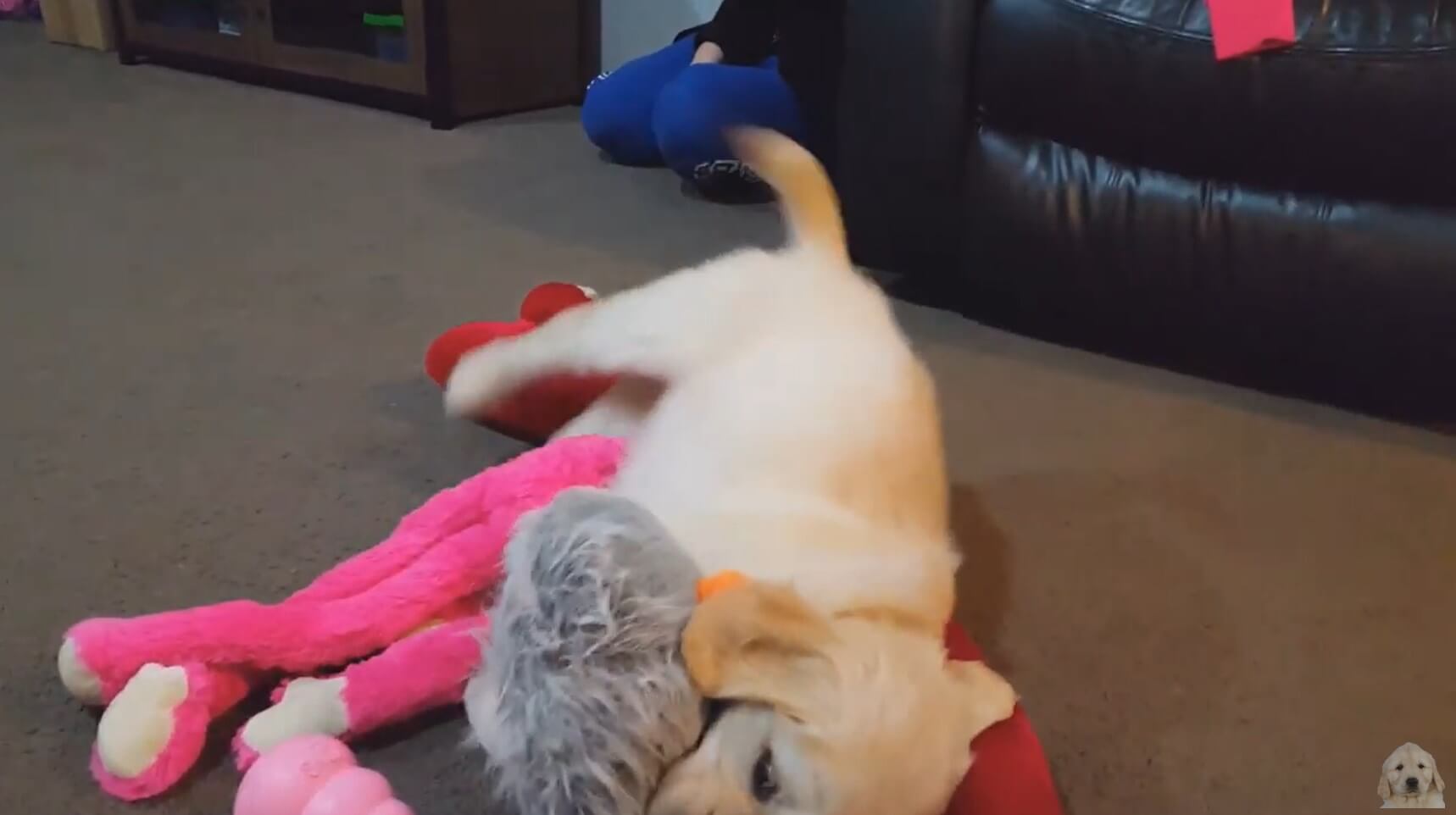 ゴールデンレトリーバー,動画