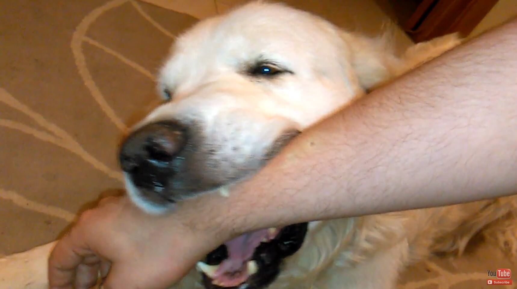 ゴールデンレトリーバー,動画