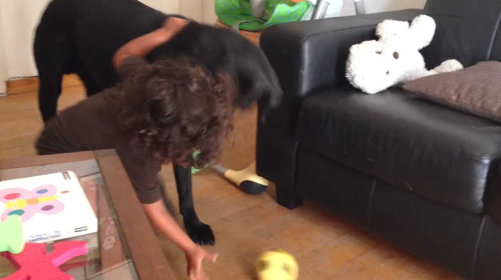 ラブラドールレトリーバー,動画