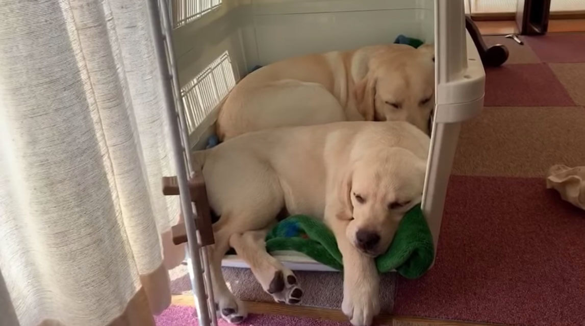 ラブラドールレトリーバー,動画