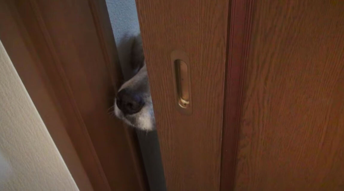 ゴールデンレトリーバー,動画