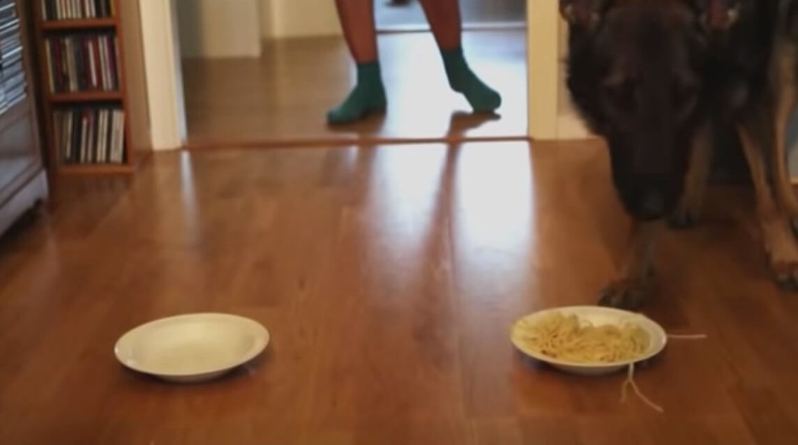 ゴールデンレトリーバー,動画