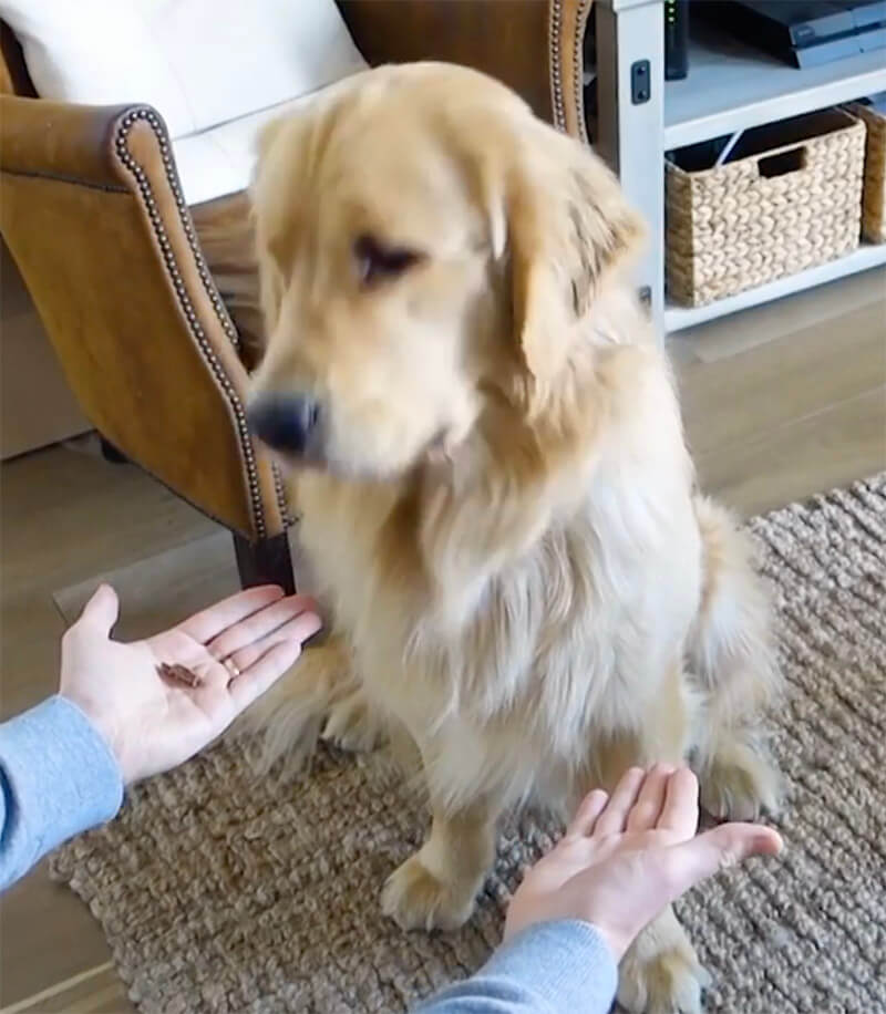 ゴールデンレトリーバー,動画