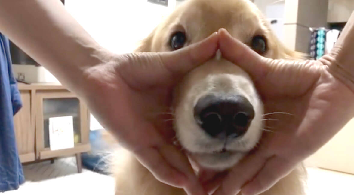 ゴールデンレトリーバー,動画