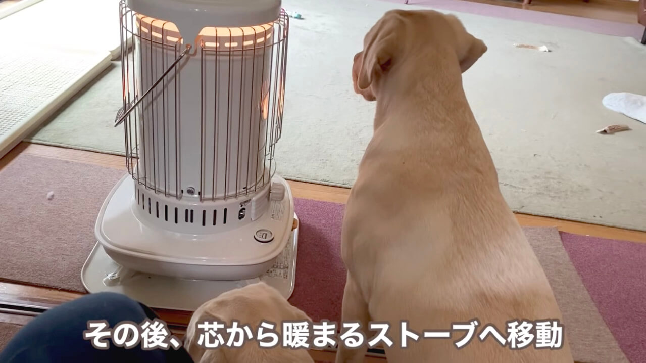 ラブラドールレトリーバー,動画