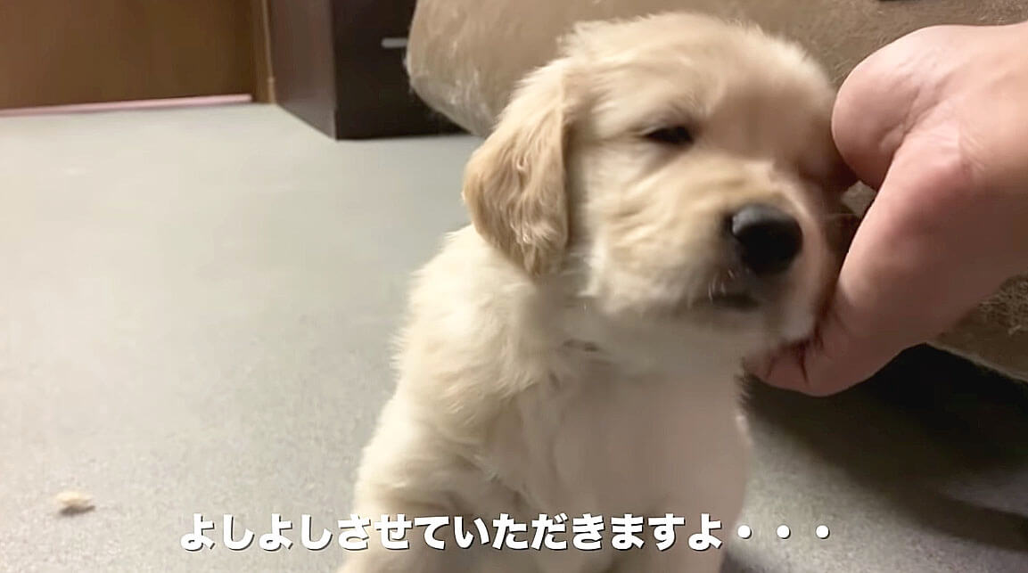 ゴールデンレトリーバー,動画