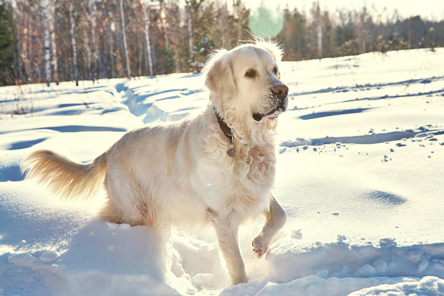レトリーバー,雪遊び
