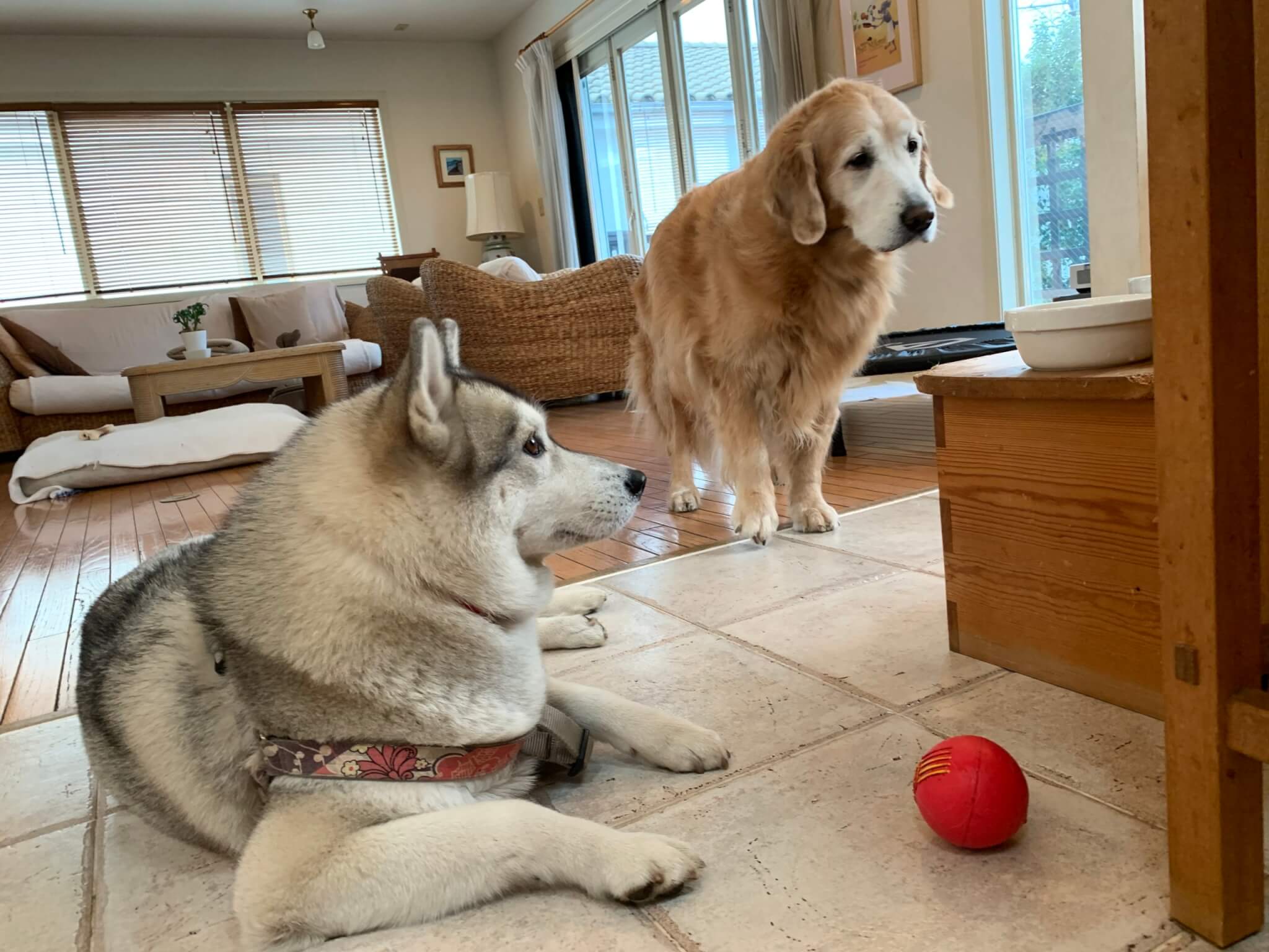 レトリーバー,ごはん