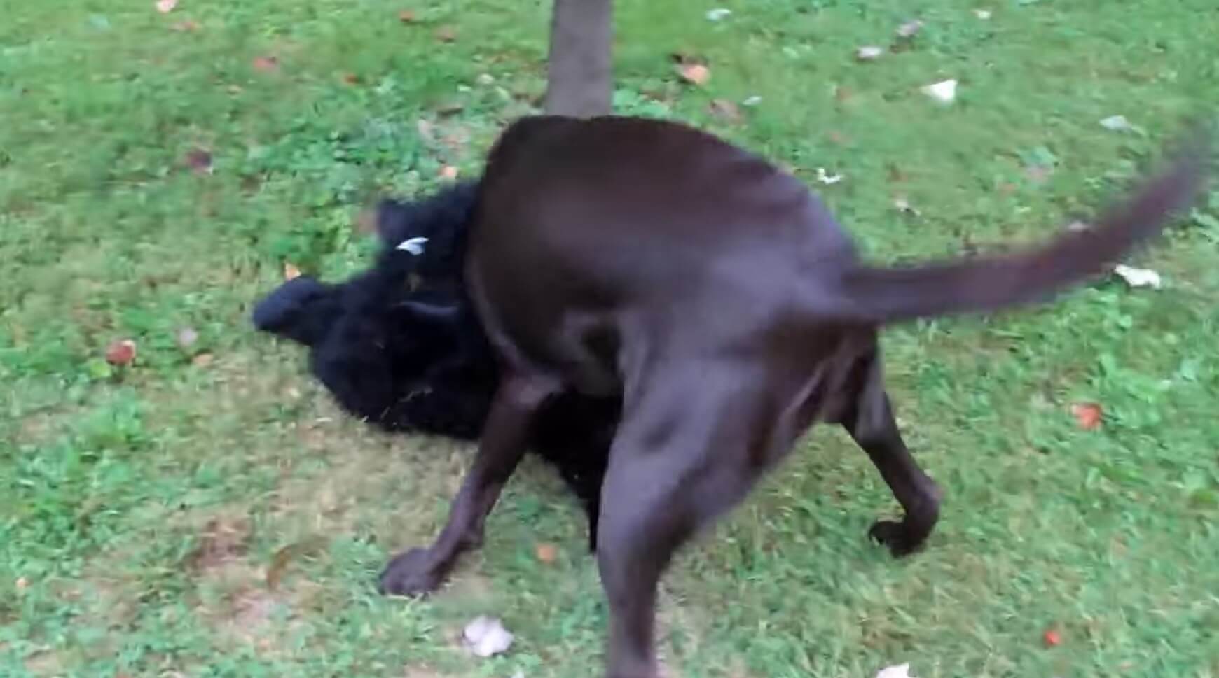 ラブラドールレトリーバー,動画