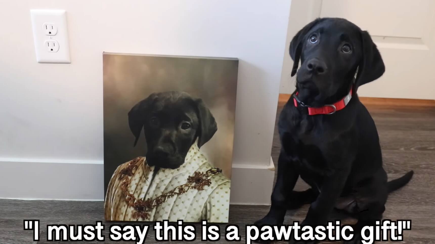 ラブラドールレトリーバー,動画