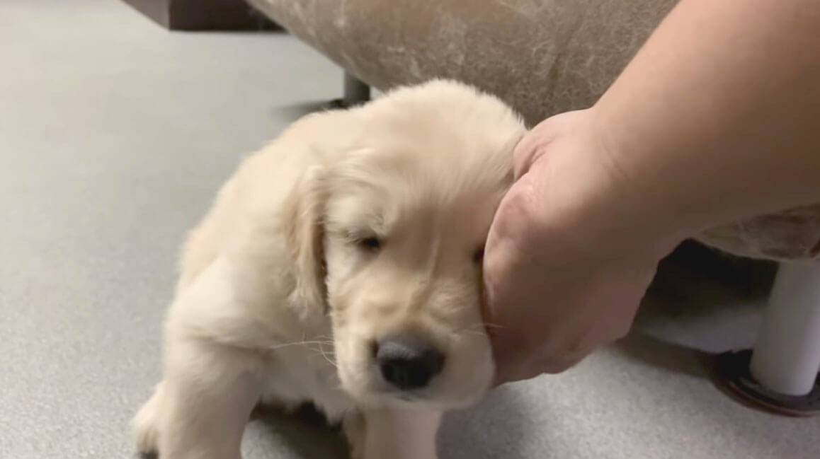 ゴールデンレトリーバー,動画