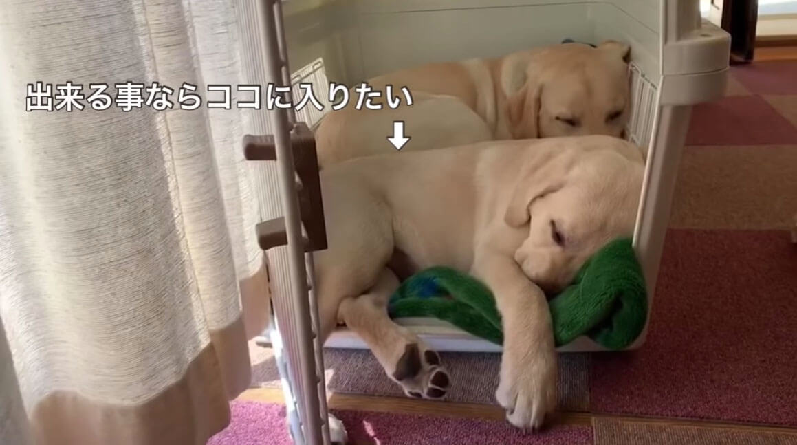 ラブラドールレトリーバー,動画