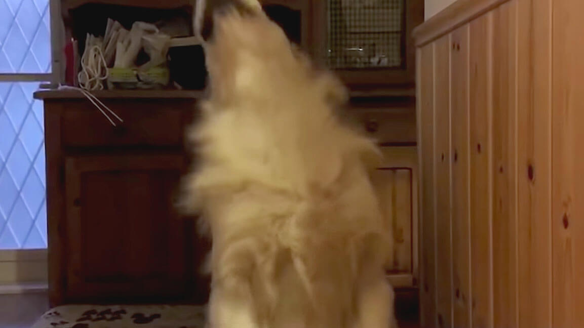 ゴールデンレトリーバー,動画