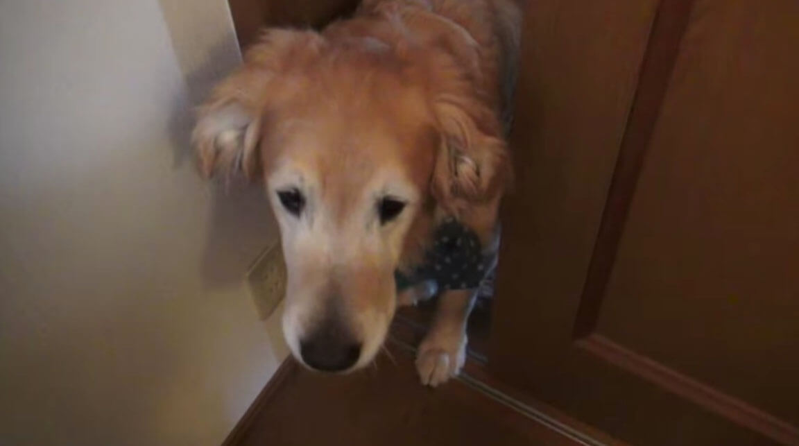 ゴールデンレトリーバー,動画