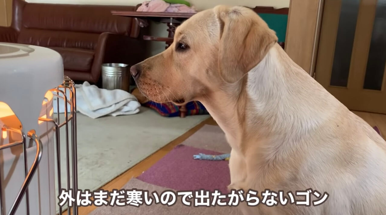 ラブラドールレトリーバー,動画