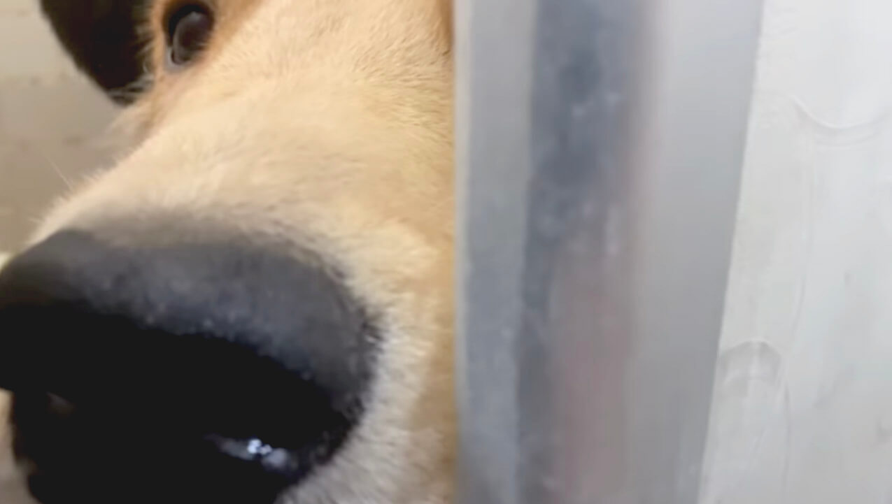 ゴールデンレトリーバー,動画