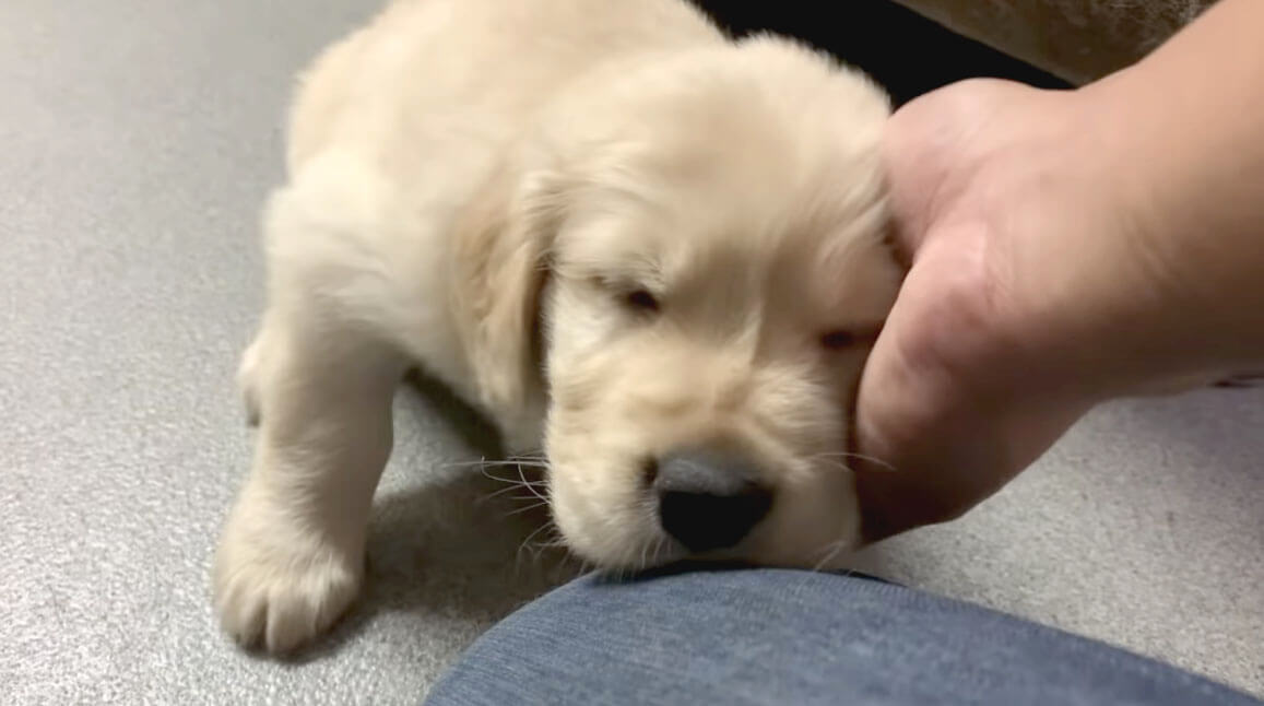 ゴールデンレトリーバー,動画