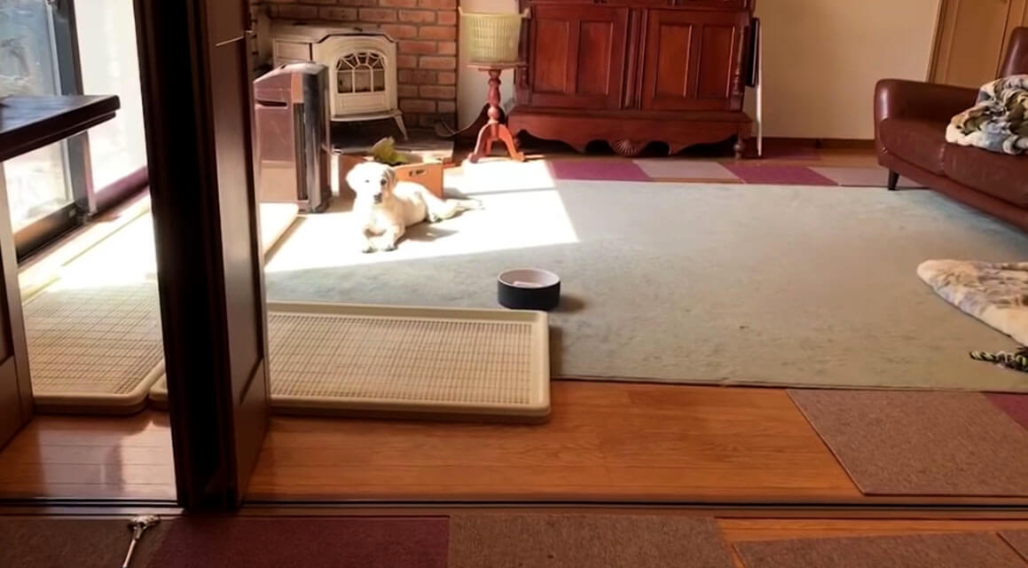 ラブラドールレトリーバー,動画