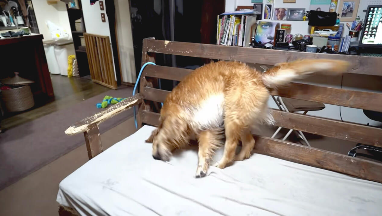 ゴールデンレトリーバー,動画