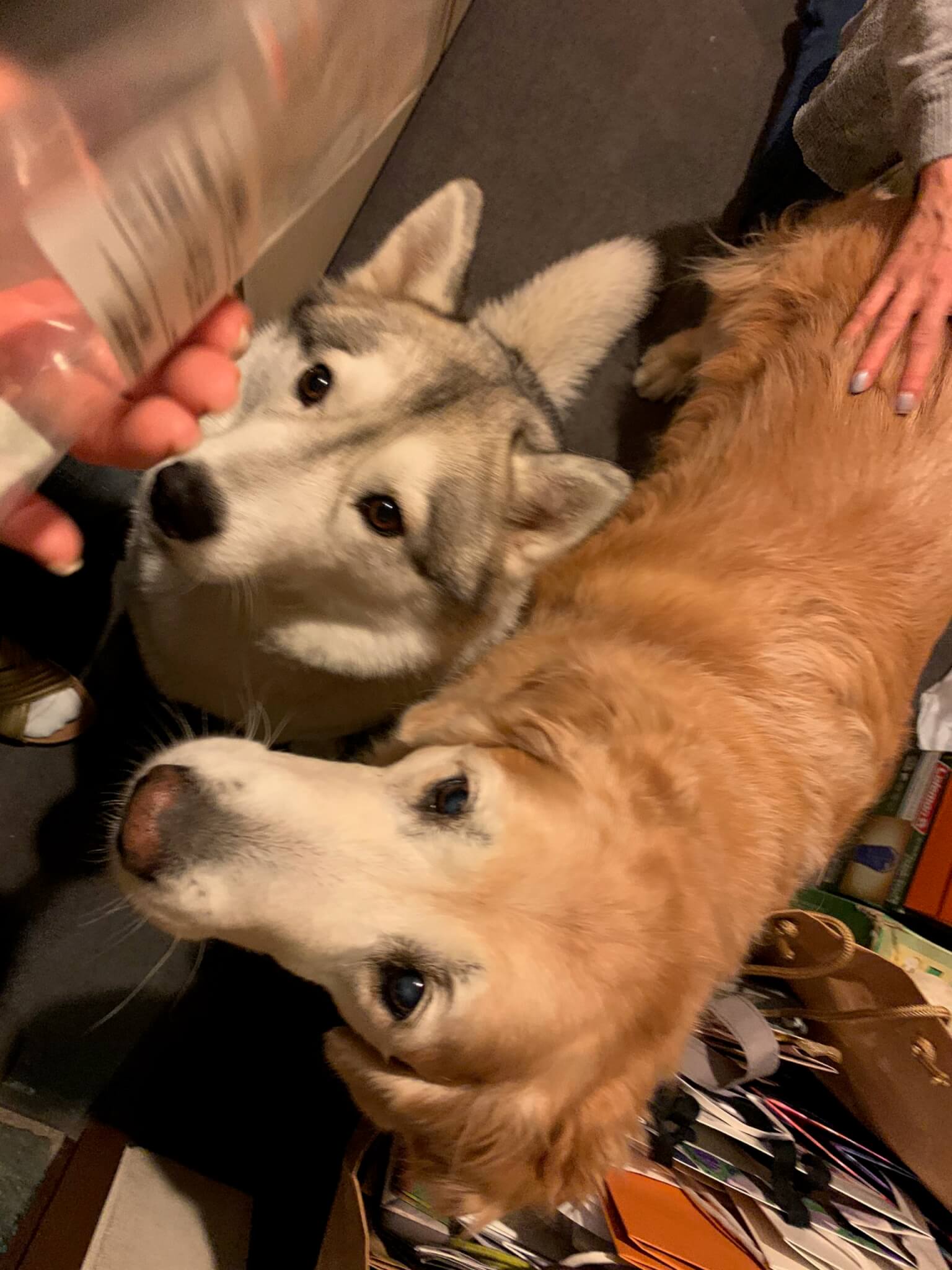 レトリーバー,ごはん