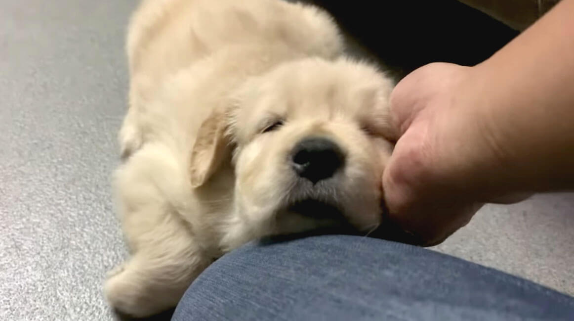 ゴールデンレトリーバー,動画