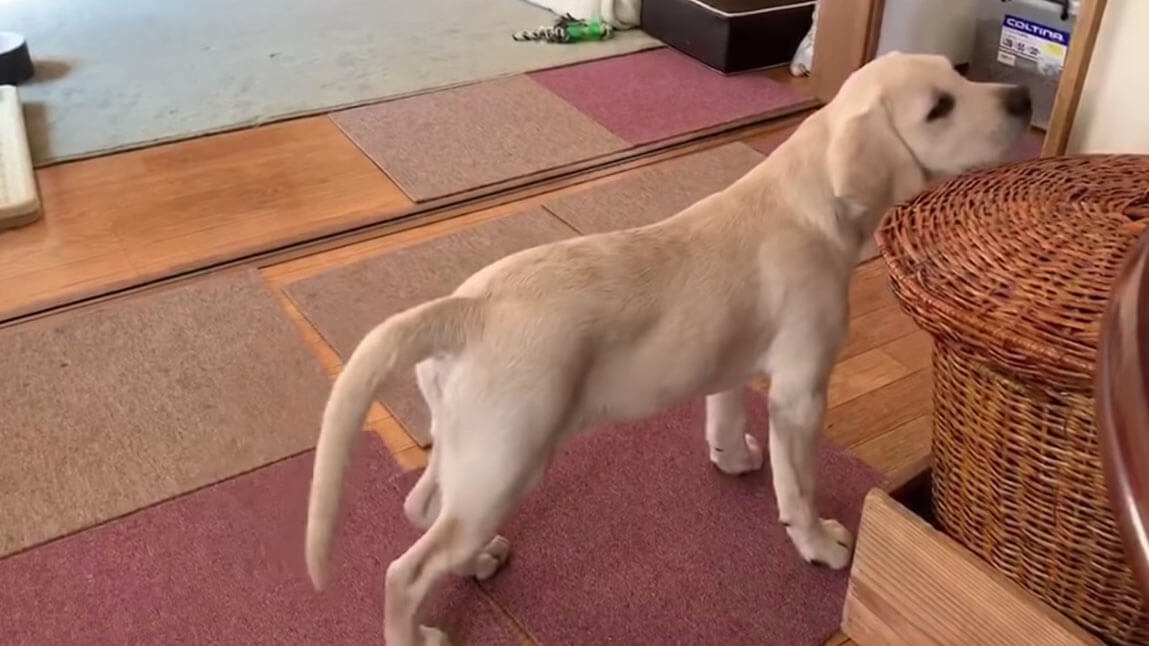 ラブラドールレトリーバー,動画