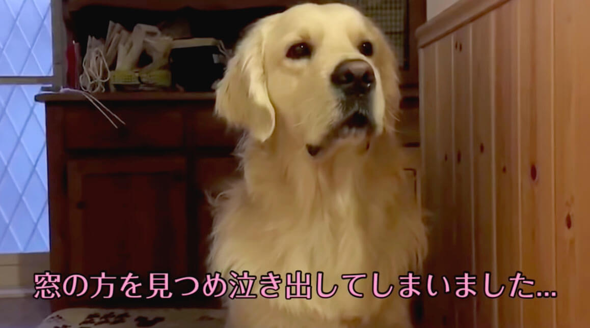 ゴールデンレトリーバー,動画