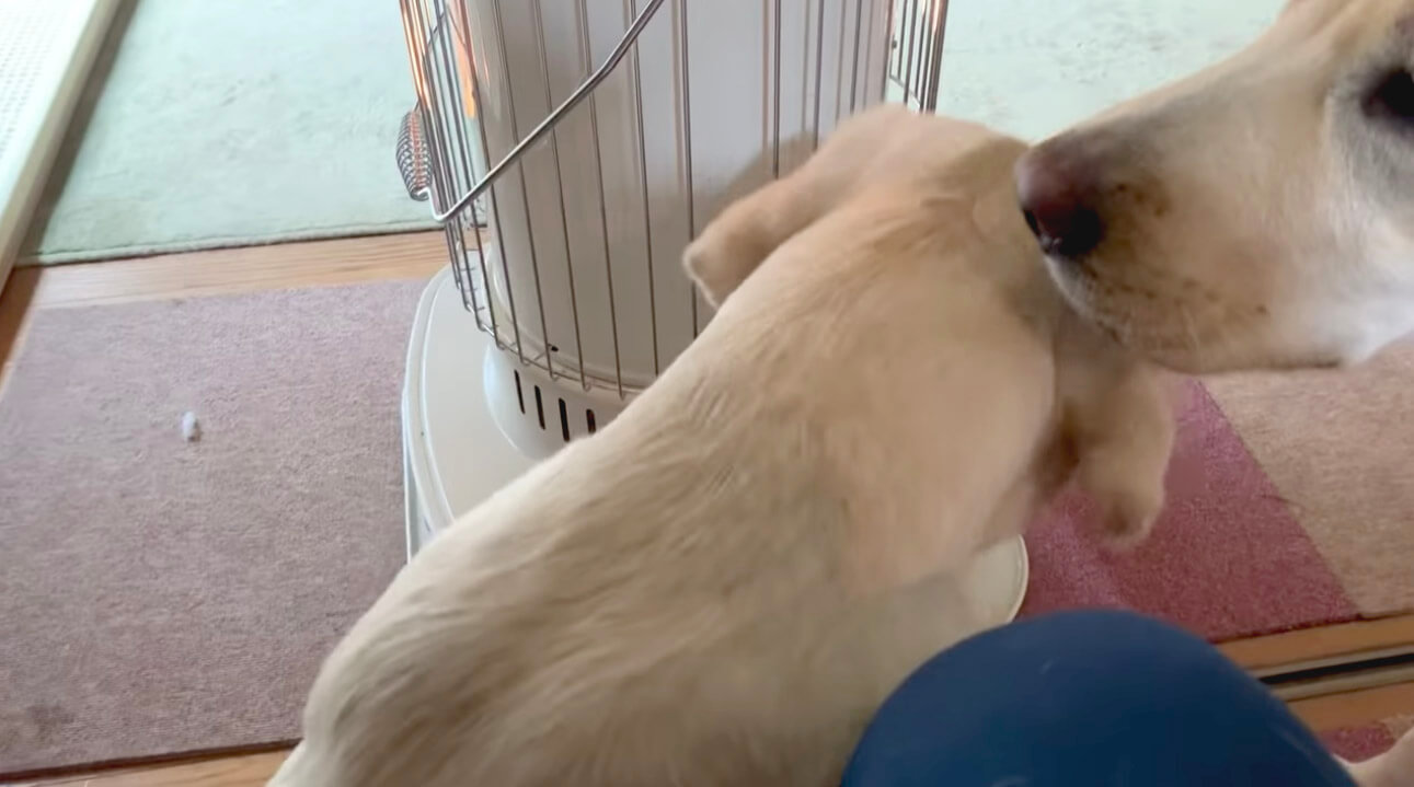 ラブラドールレトリーバー,動画