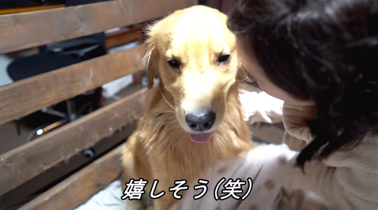 ゴールデンレトリーバー,動画